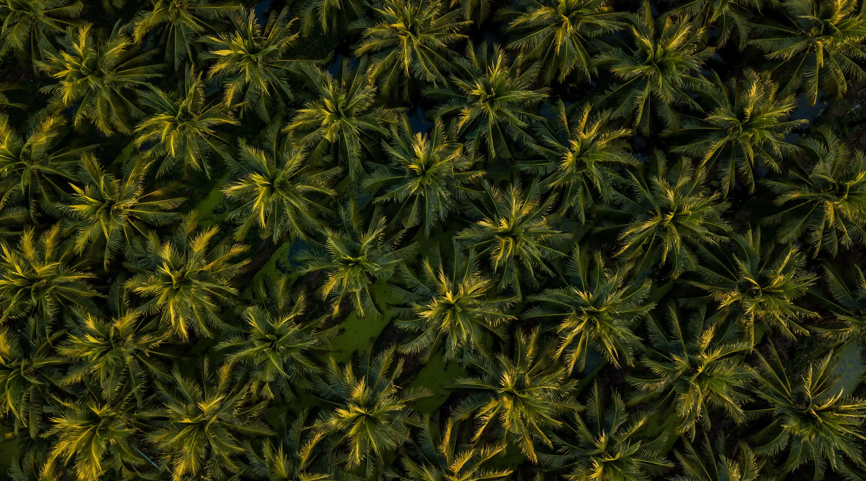 Palm plantation